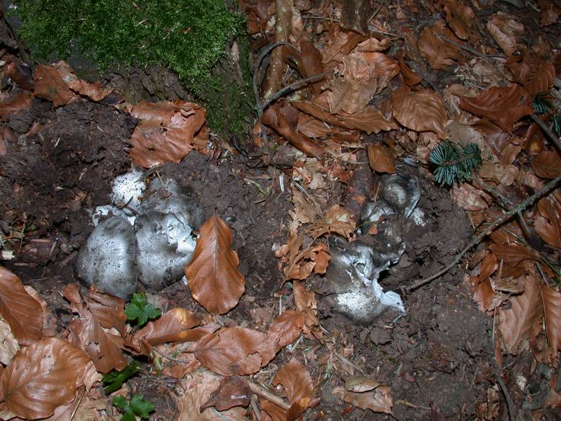 Oggi a Vallombrosa...